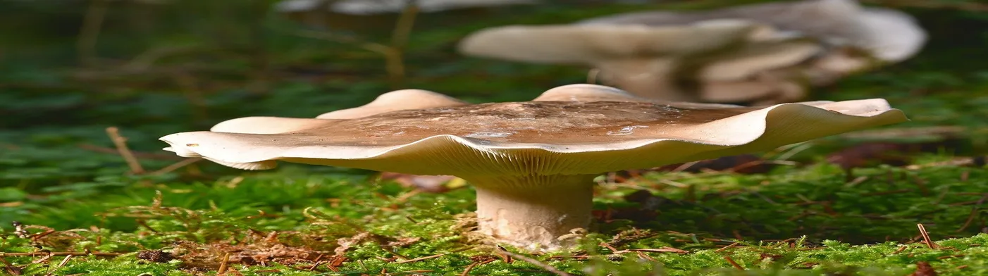 법무법인 서앤율